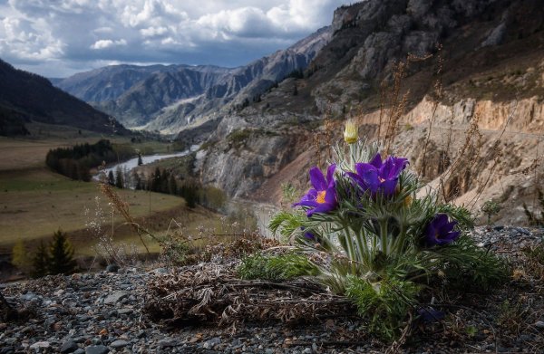 Высокогорная Флора Алтая