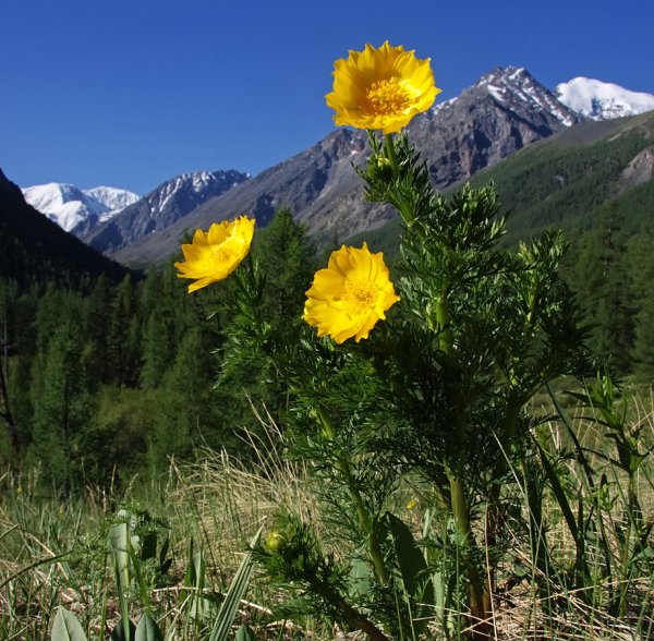 Горные пионы Алтая