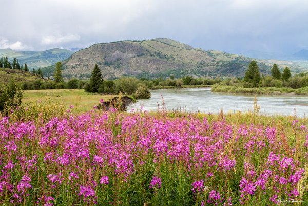 Гора Белуха горный Алтай Цветущий