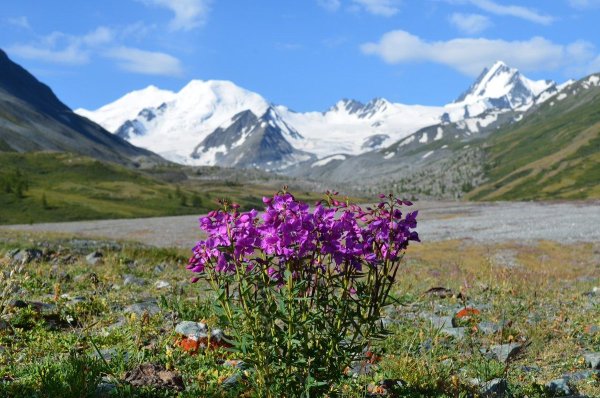 Цветы Катунского заповедника