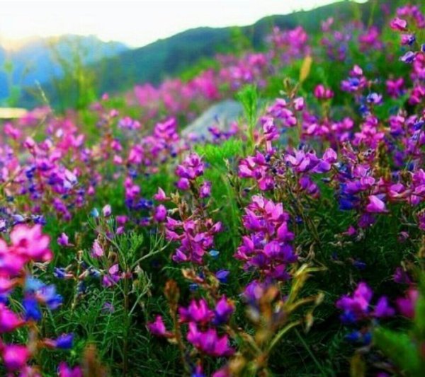 Катунский заповедник Альпийские Луга