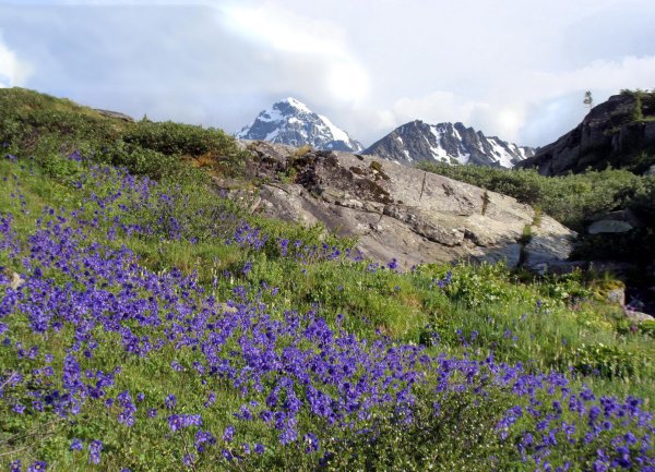 Высокогорная Флора Алтая
