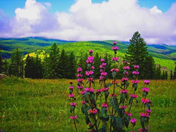 Долина эдельвейсов Алтай