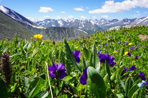 Алтайский горный пион