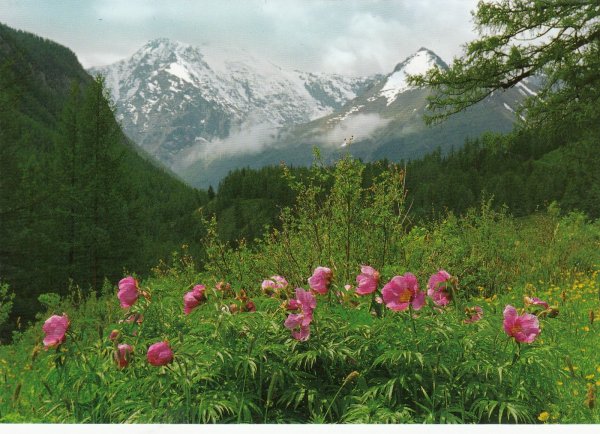 Горный Алтай разнотравье Долина