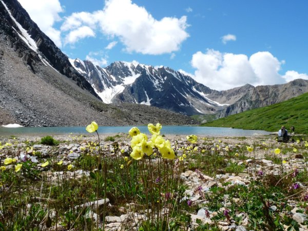 Цветущие Альпийские Луга Алтая