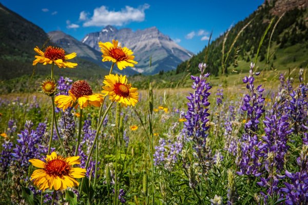 Алтай Белуха Иван чай