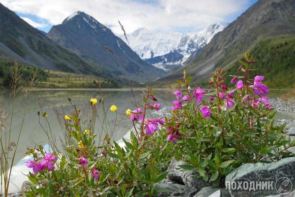 Цветущие Альпийские Луга Алтая