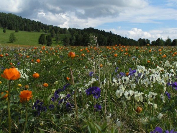 Первоцветы Алтая