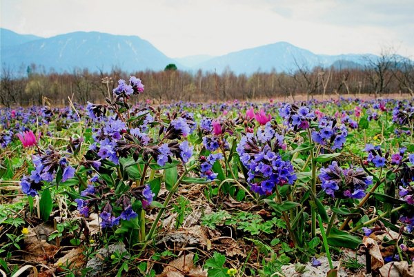 Алтай цветы Шавлинское озеро