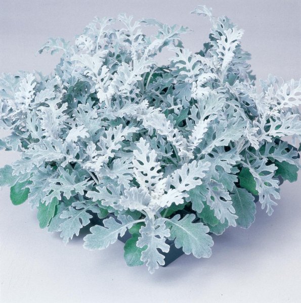 Цинерария Приморская cineraria maritima