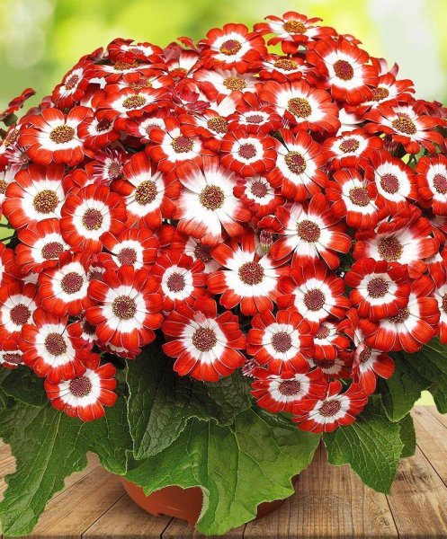 Цинерария крестовник