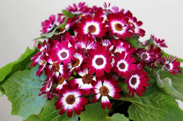 Цинерария гибридная горшечная