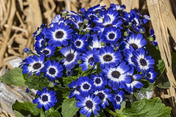 Цинерария Цветущая