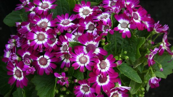 Цинерария Цветущая