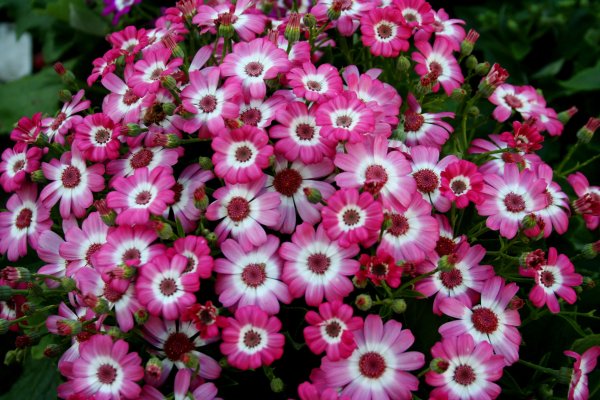 Цинерария cineraria