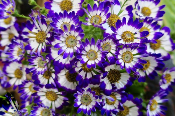 Цинерария симпатия