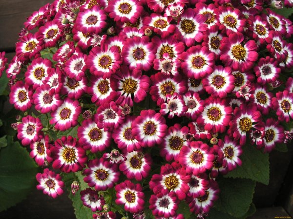 Цинерария Цветущая