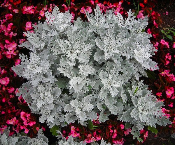 Цинерария Приморская cineraria maritima