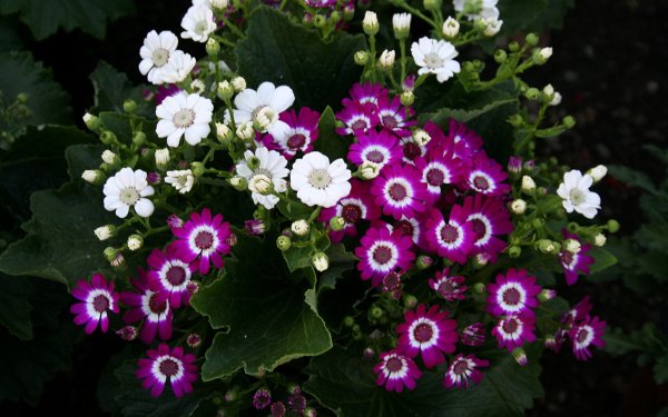 Цинерария Цветущая