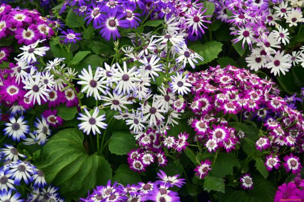 Цинерария гибридная Джестер