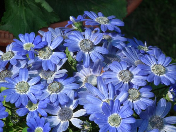 Цинерария крестовник