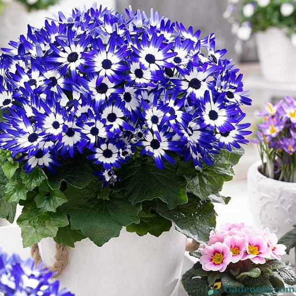 Перикаллис (цинерария)