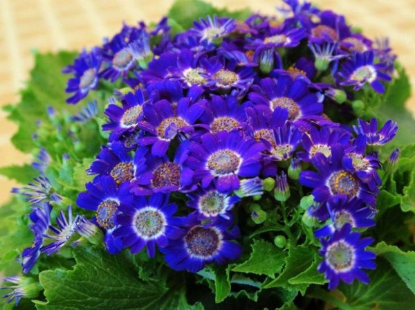 Сенецио цинерария