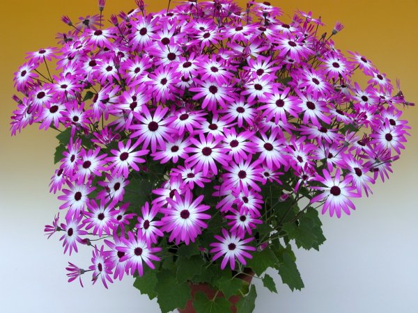 Цветок цинерария