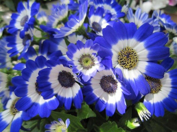 Цинерария крестовник Кровавый