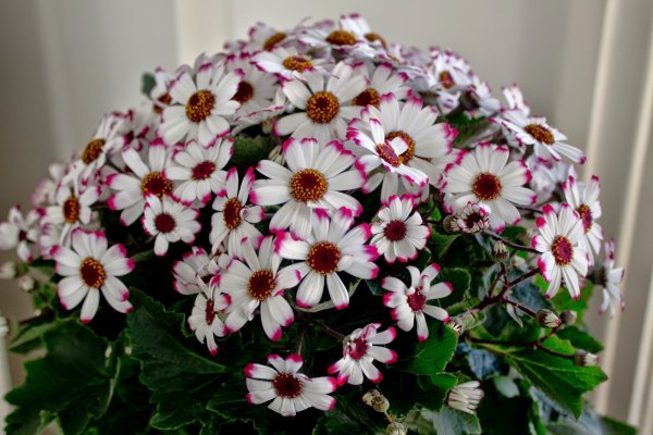 Цветок цинерария