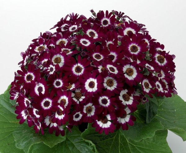 Цинерария Приморская сильвердаст