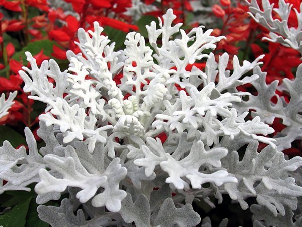 Цинерария Приморская cineraria maritima