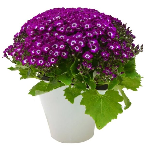 Цинерария крестовник Кровавый