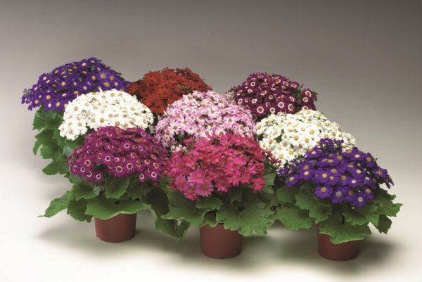 Сенецио цинерария