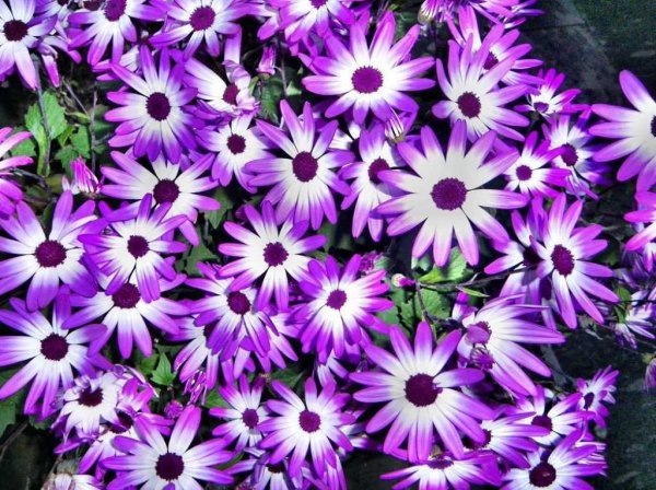 Крестовник изящный, цинерария изящная