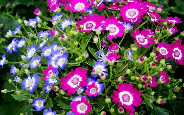 Цинерария Приморская (Senecio cineraria)