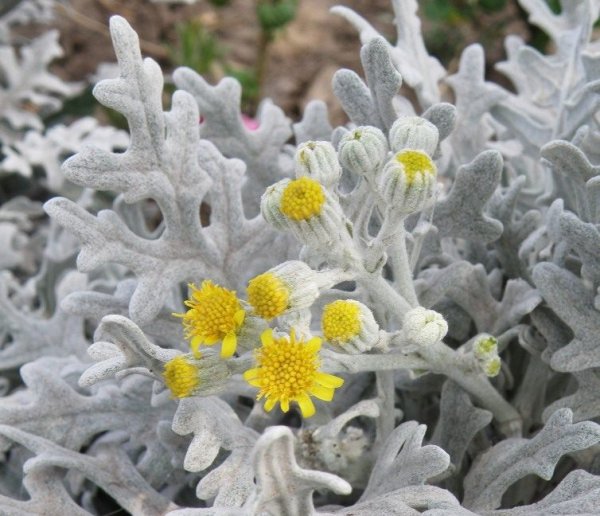 Крестовник цинерария сенецио