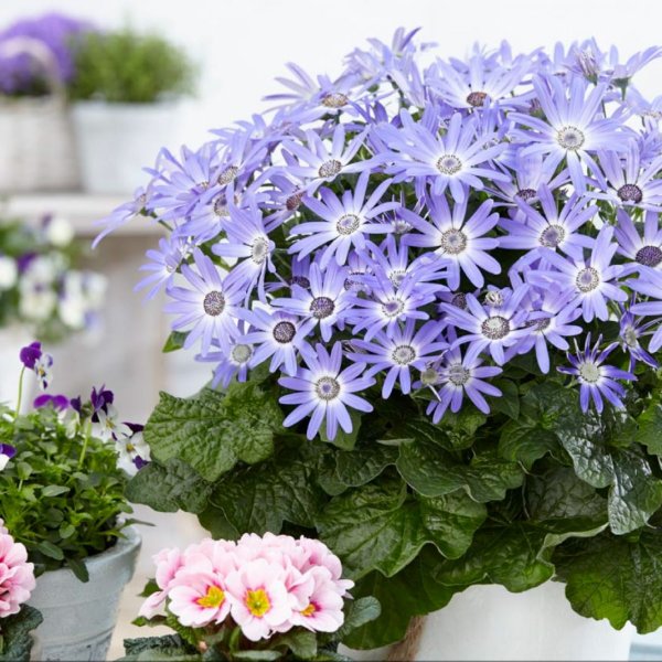 Цинерария Циррус