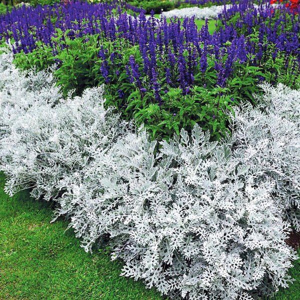 Цинерария Приморская cineraria maritima