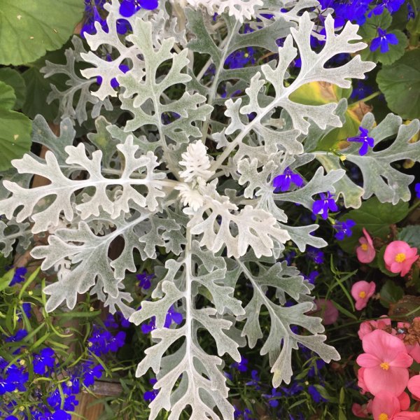 Цинерария(крестовник) серебряная