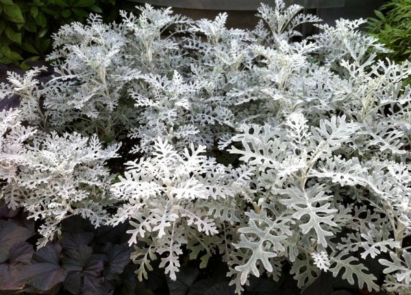 Перикаллис гибридный (цинерария гибридная)