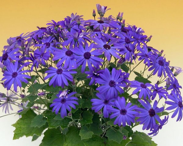 Цинерария Приморская серебряная пыль