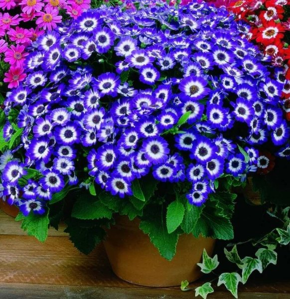 Цинерария Приморская