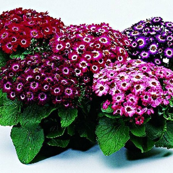 Цинерария Приморская