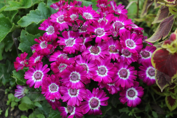 Цинерария Приморская (Senecio cineraria)