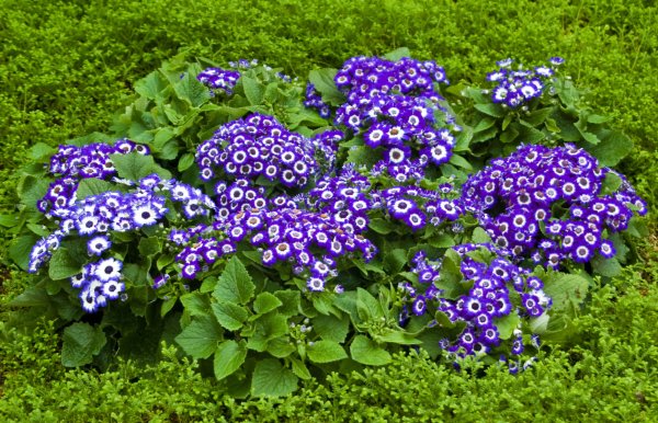 Цинерария Сателлит