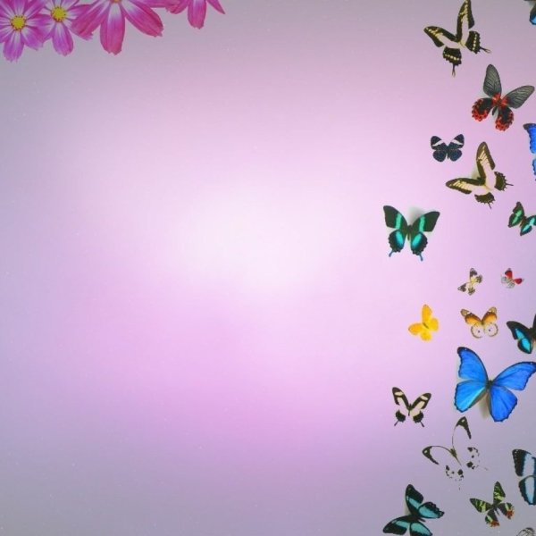 Красивый фон с бабочками