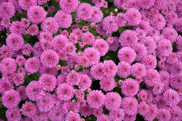 Хризантема мультифлора помпонная
