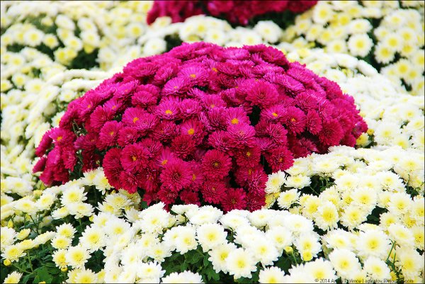 Хризантема мультифлора Сплендид